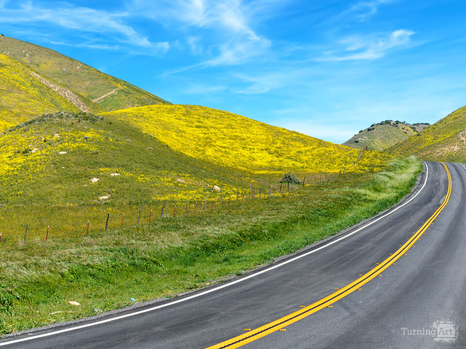 Road Trip Through Wildflowers - Highway 58