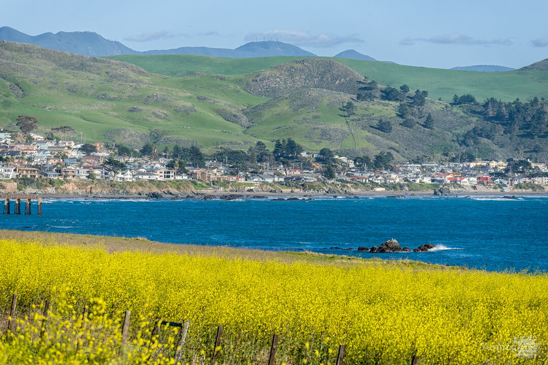 Cayucos California - Rolling Hills & Wildflowers 
