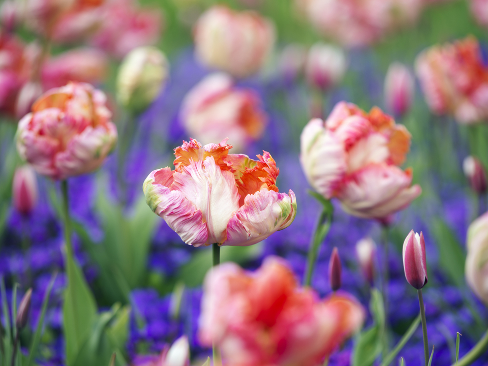 Tulip #2