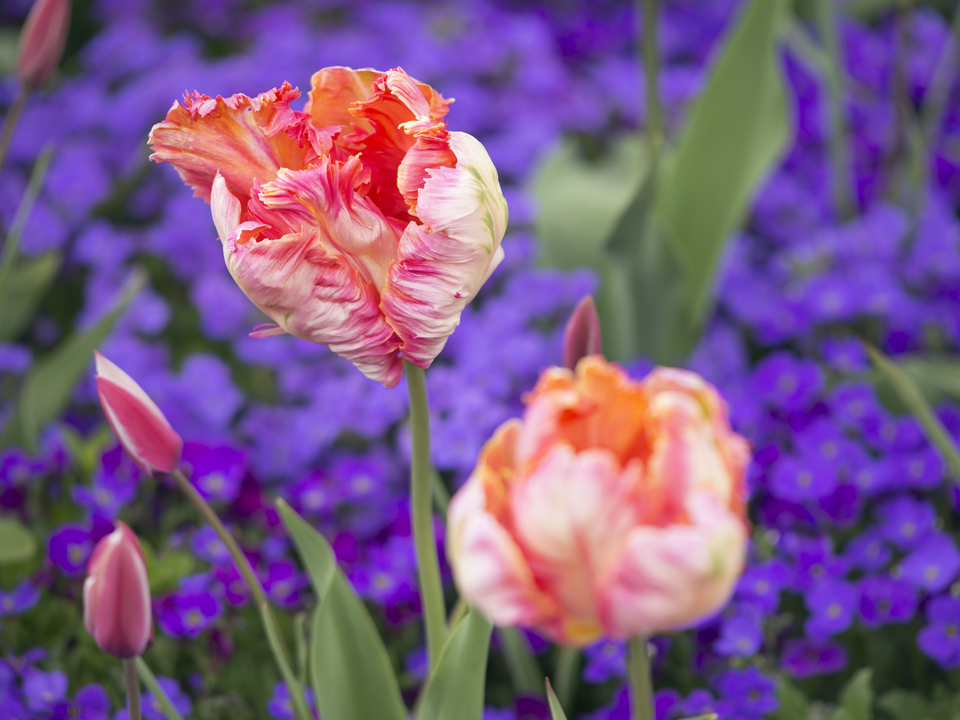 Tulip #3