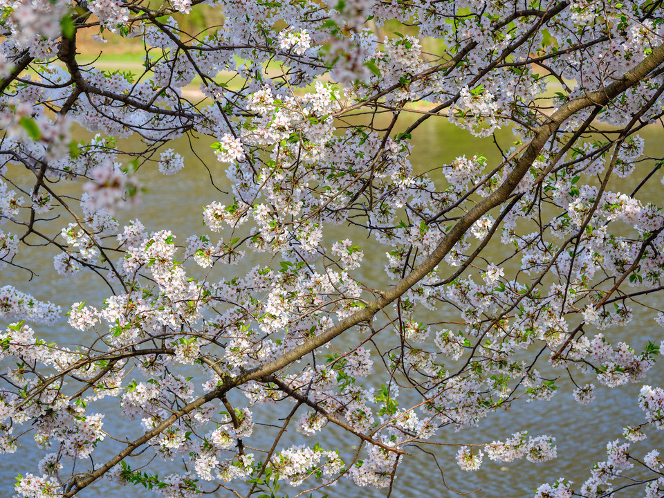 Cherry Blossoms