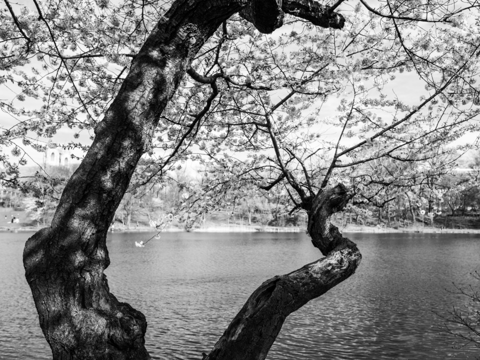 Cherry Blossoms in Black and White
