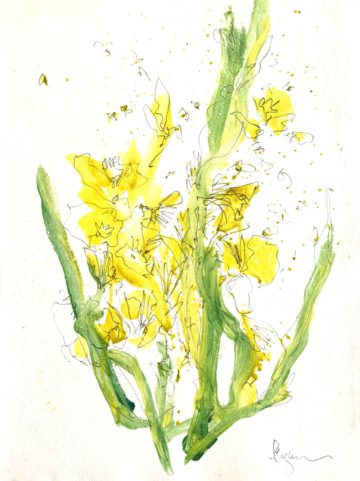 Iris Golden