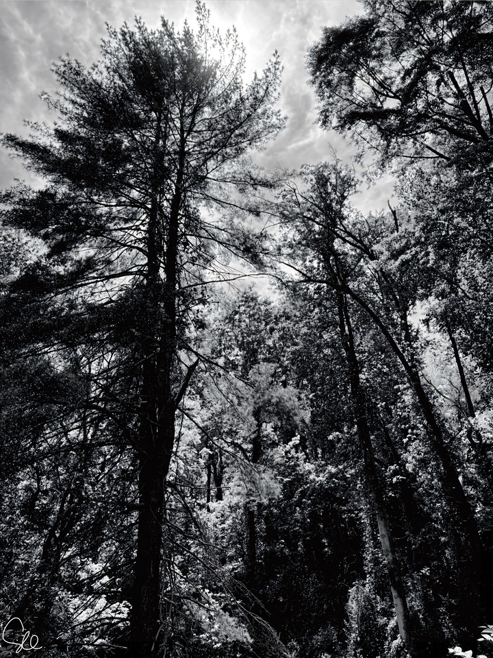 Mountain Forest I (1 of 5)