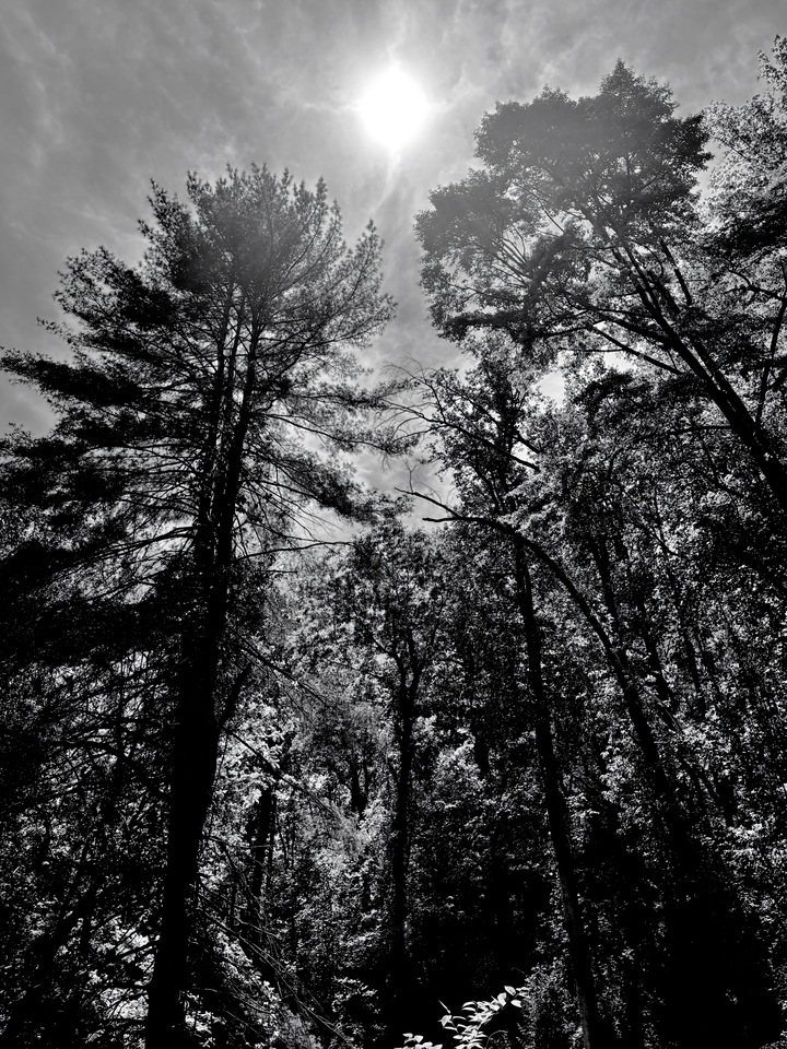 Mountain Forest II (2 of 5)