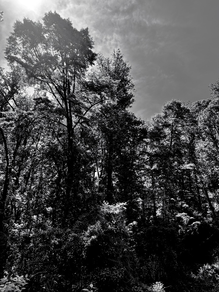 Mountain Forest III (3 of 5)