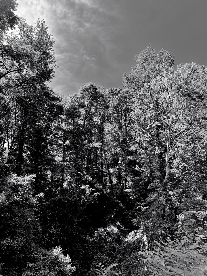 Mountain Forest IV (4 of 5)