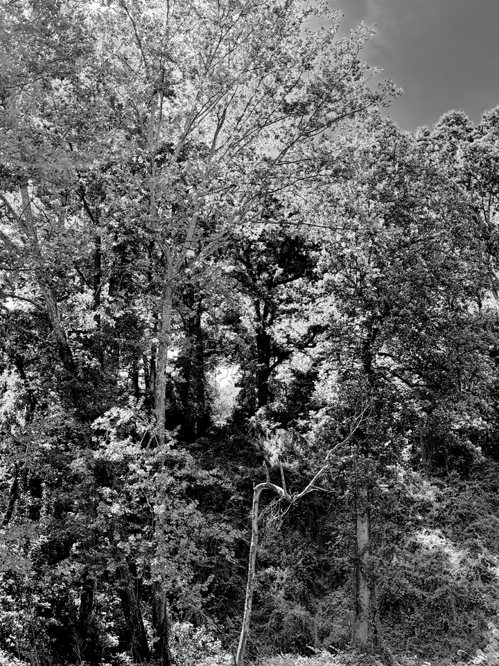 Mountain Forest V (5 of 5)