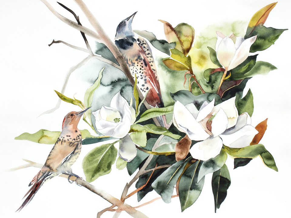 Magnolia and Flickers