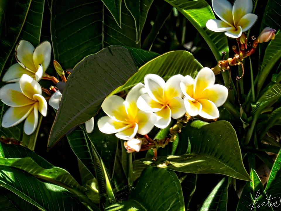 White Plumeria