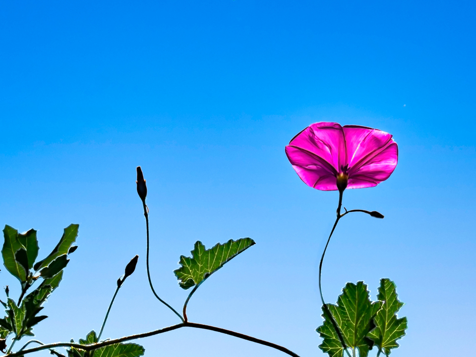 Luminous Morning Glory