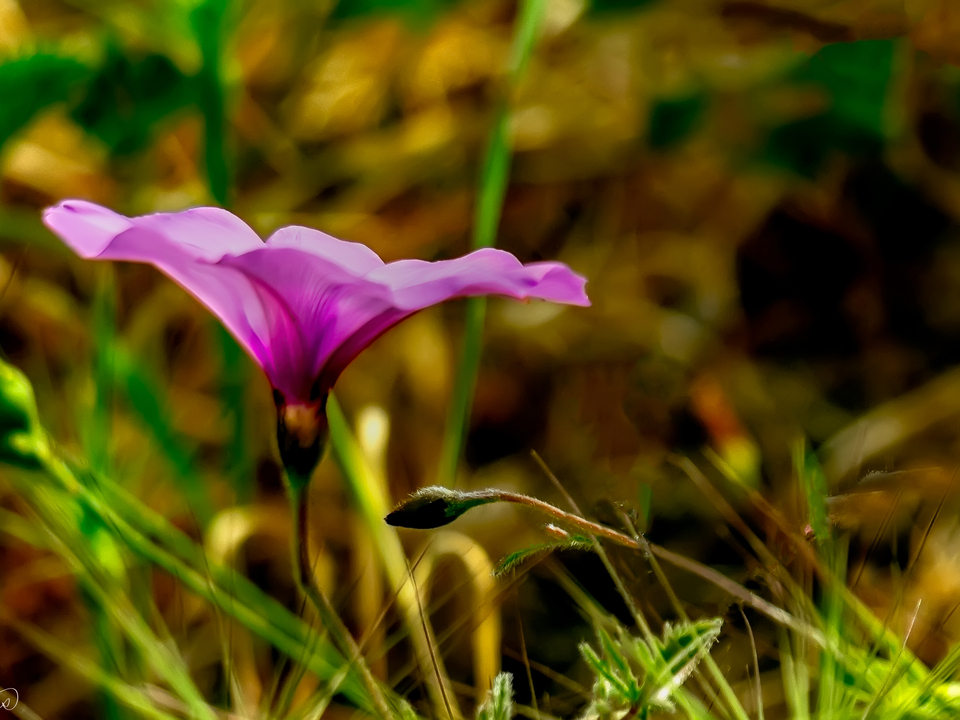 Single Purple Morning Glory