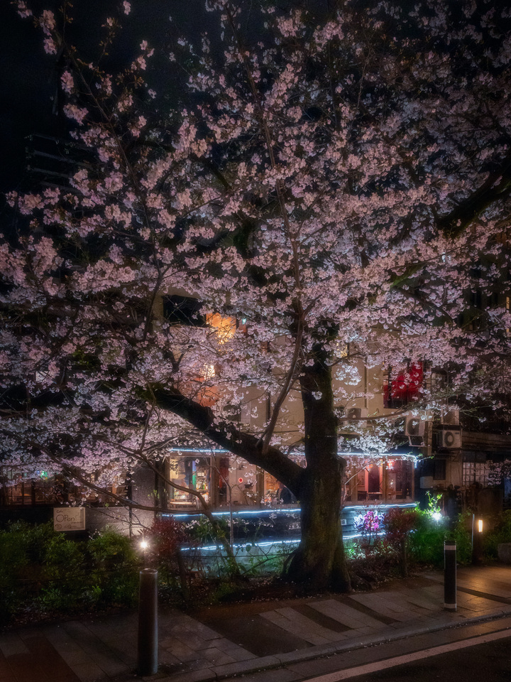 Cherry Blossom Nightfall