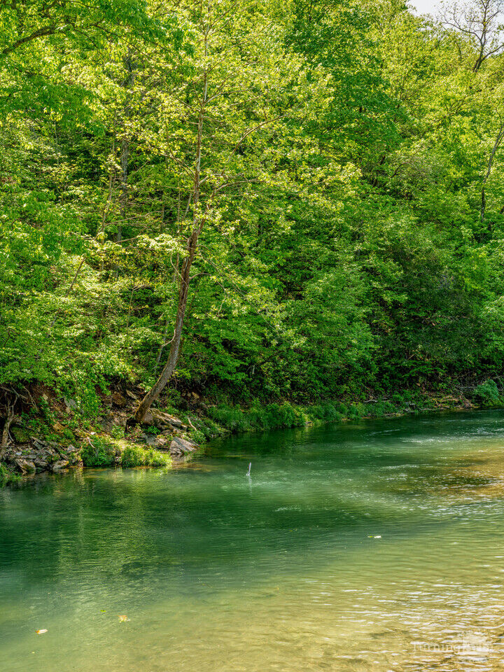 Fish Out Of Water Roaring River