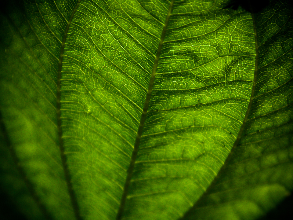 Green Leaf