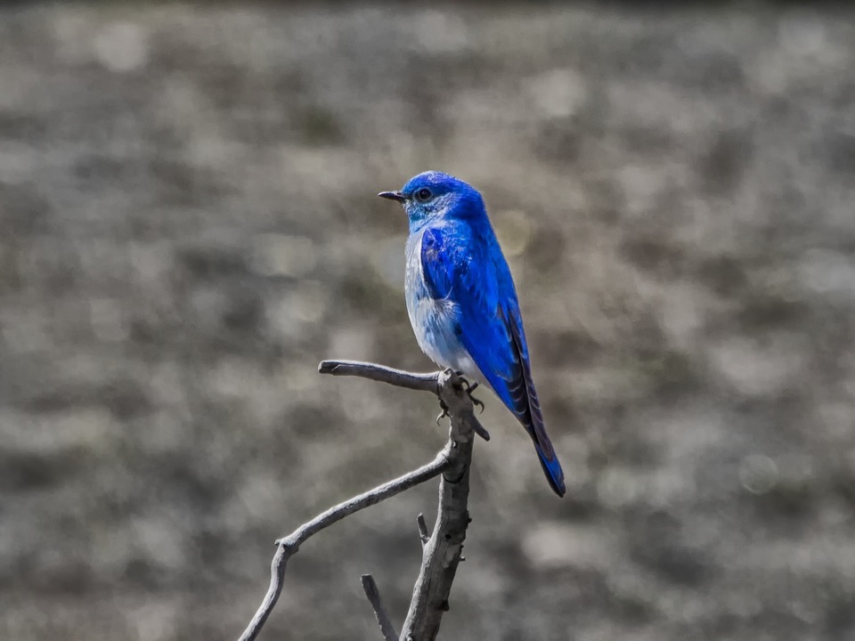 Mountain Bluebird