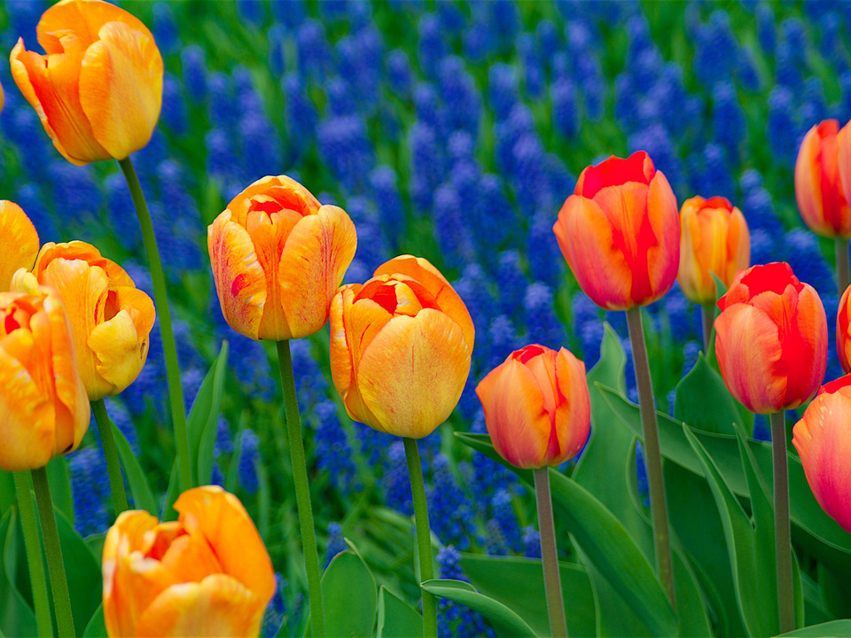 Colorful Tulips