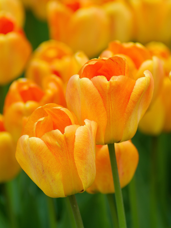 Yellow-Orange Tulips