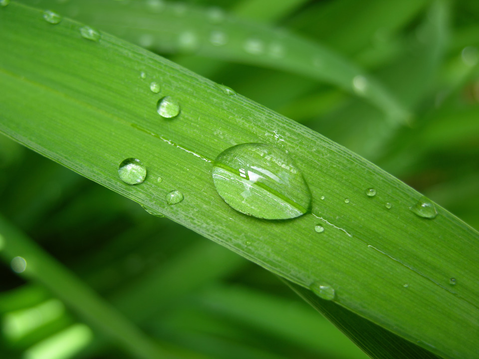 Raindrop on a Green Leaf