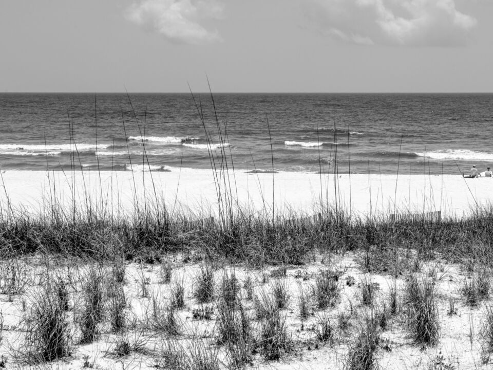 Orange Beach Dunes And Sea Oats Grayscale