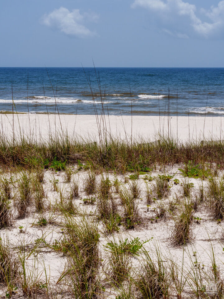 Orange Beach Sand Dunes And Sea Oats