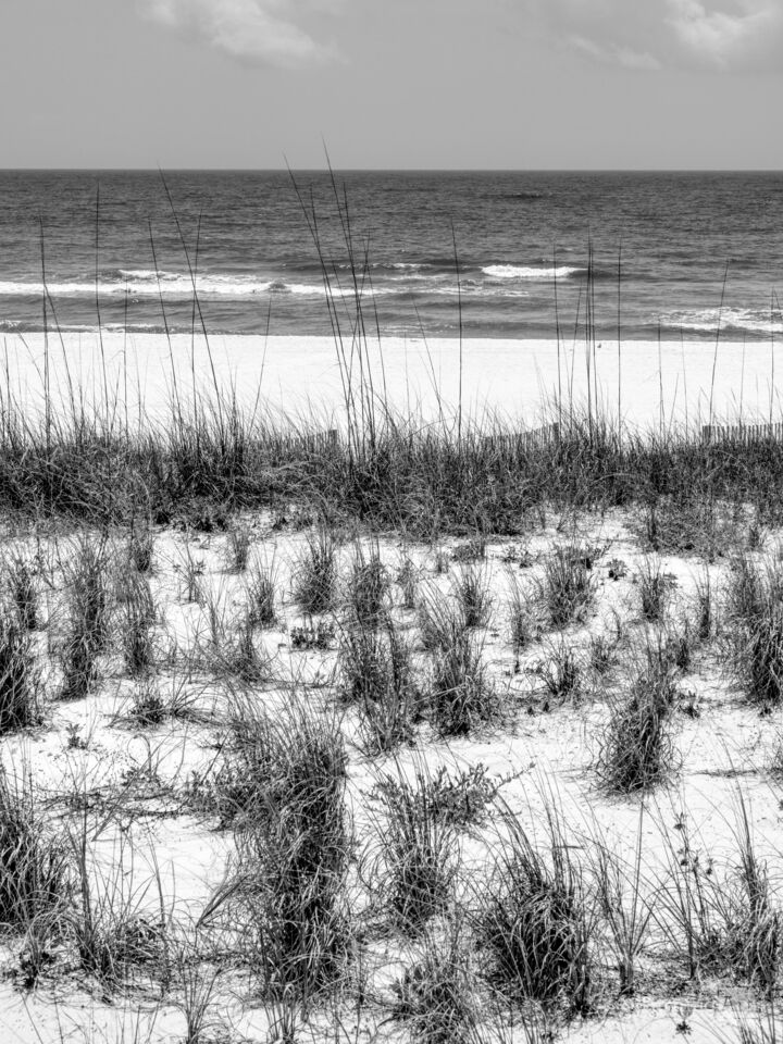 Orange Beach Sand Dunes And Sea Oats Grayscale