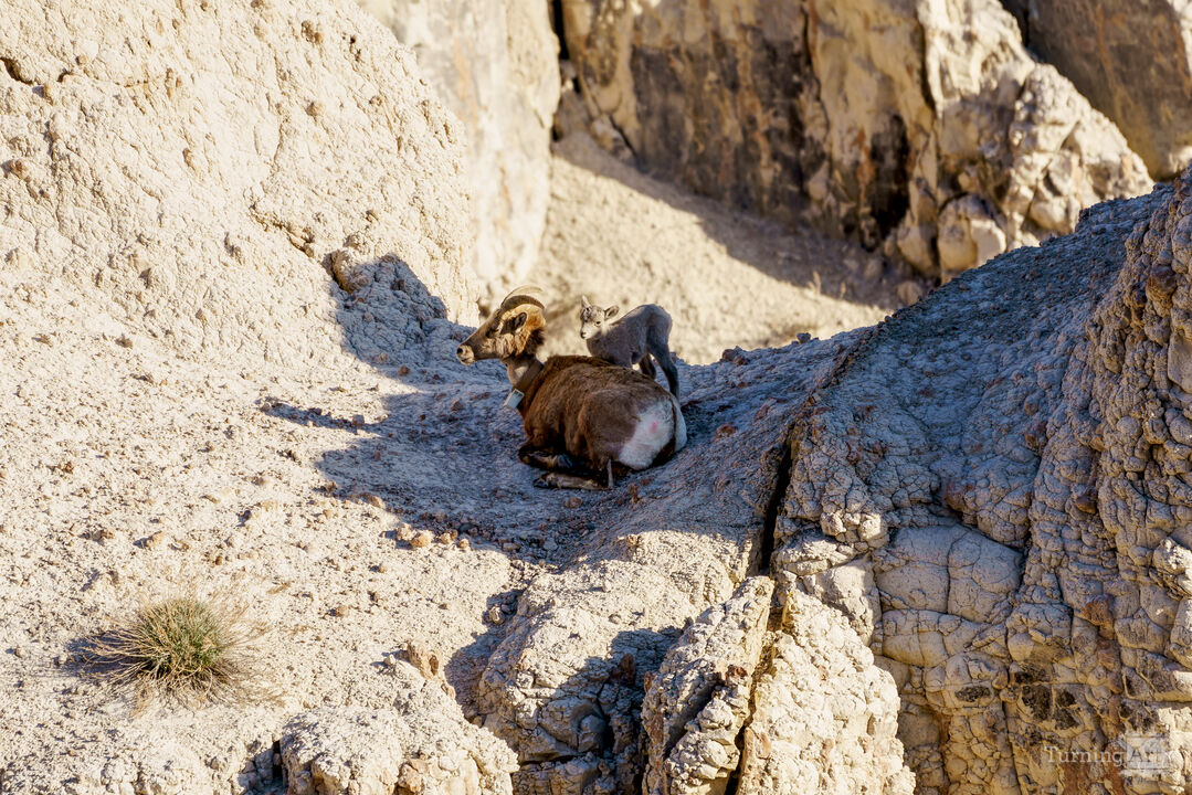 Gentle Moments With Bighorn Sheep