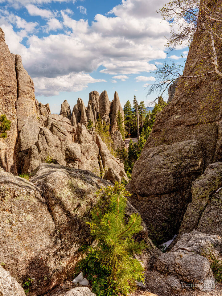 View From Needles Highway