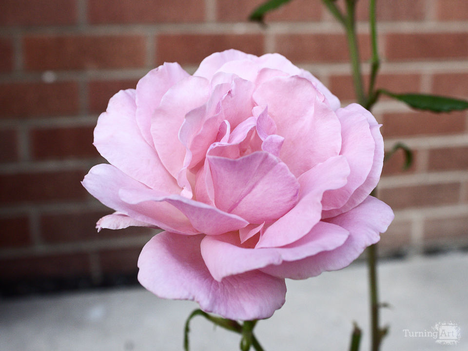 Pink rose 2