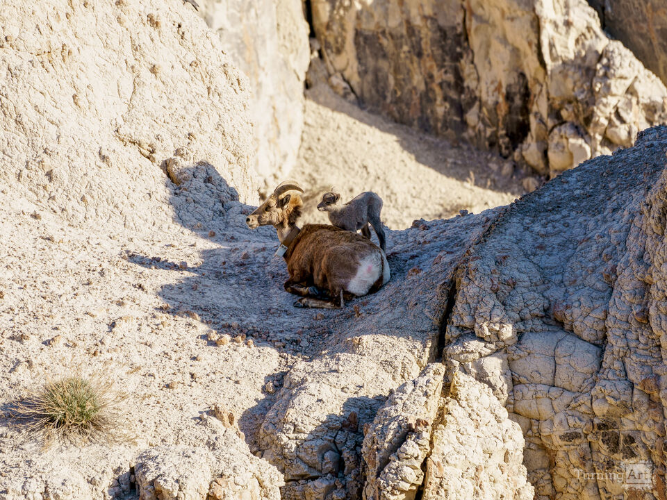 Badlands Bighorn Sheep And Lamb