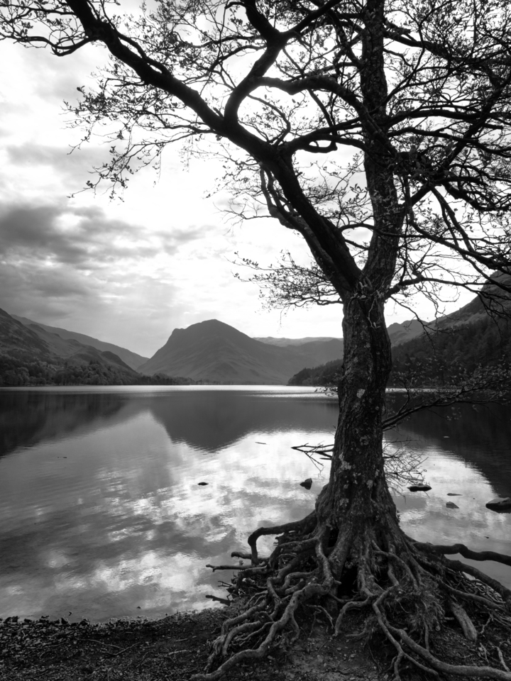 Buttermere Lake — Rooted