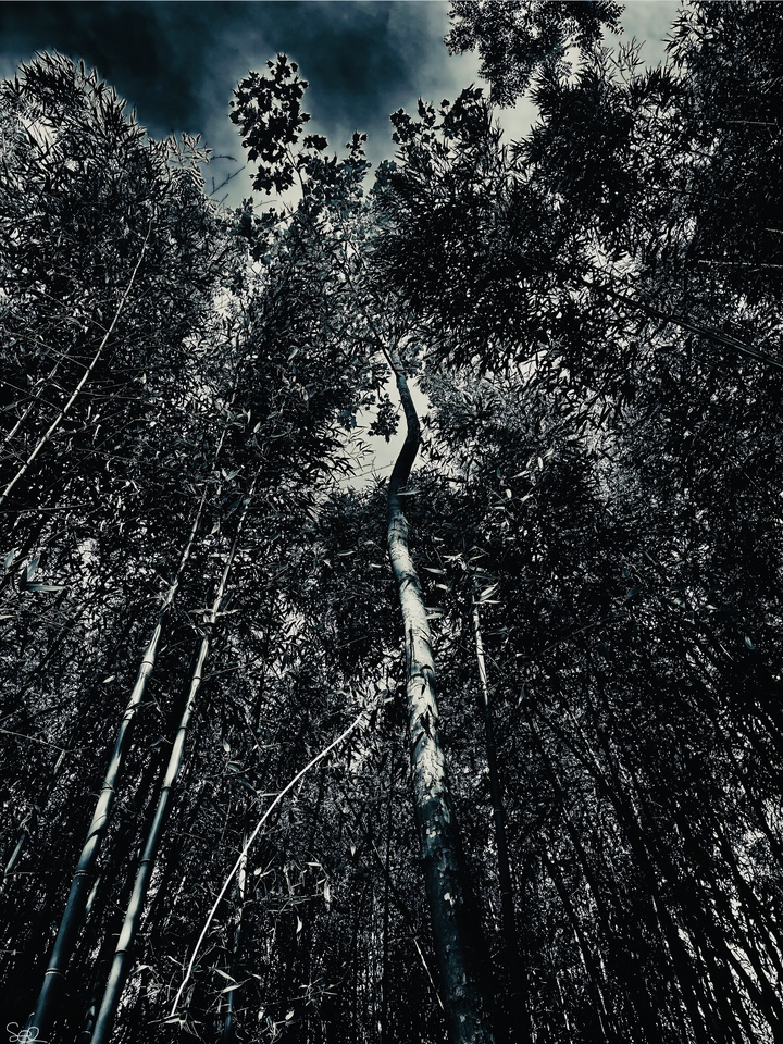 Bamboo Forest