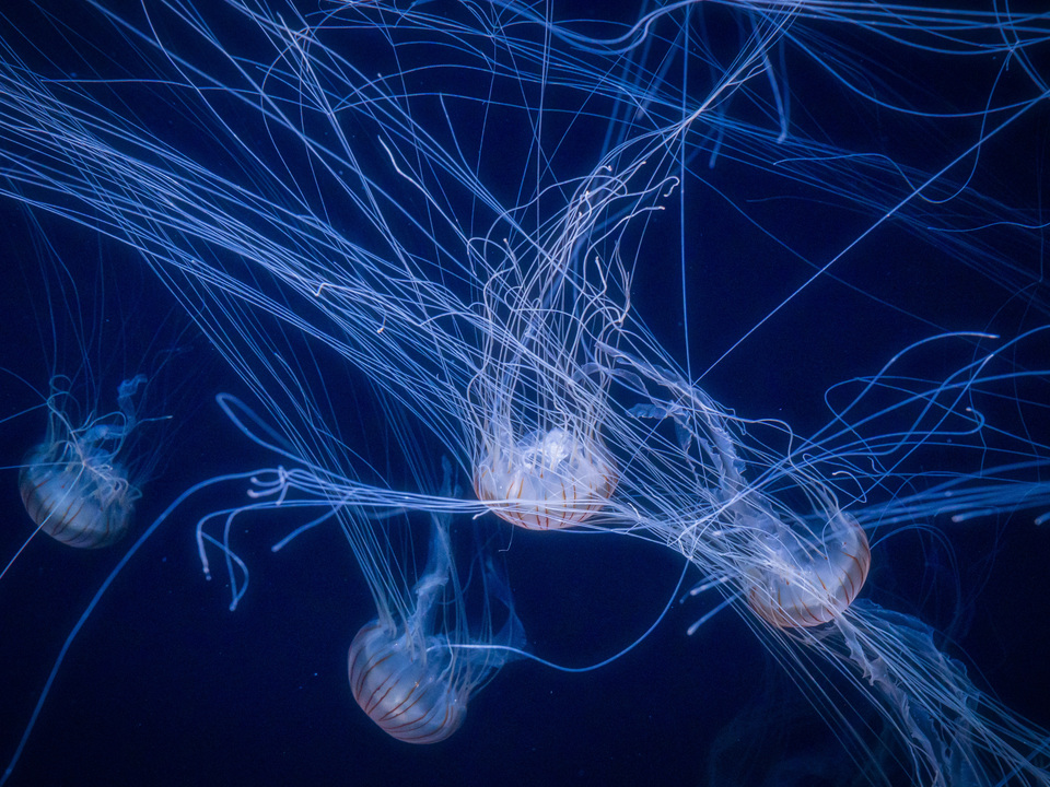 Ocean Threads