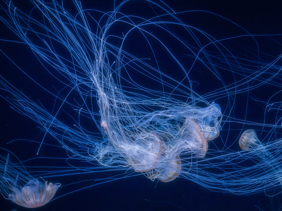 Blue Currents
