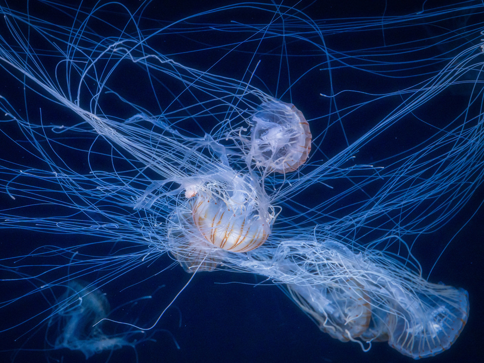 Drifting Constellation