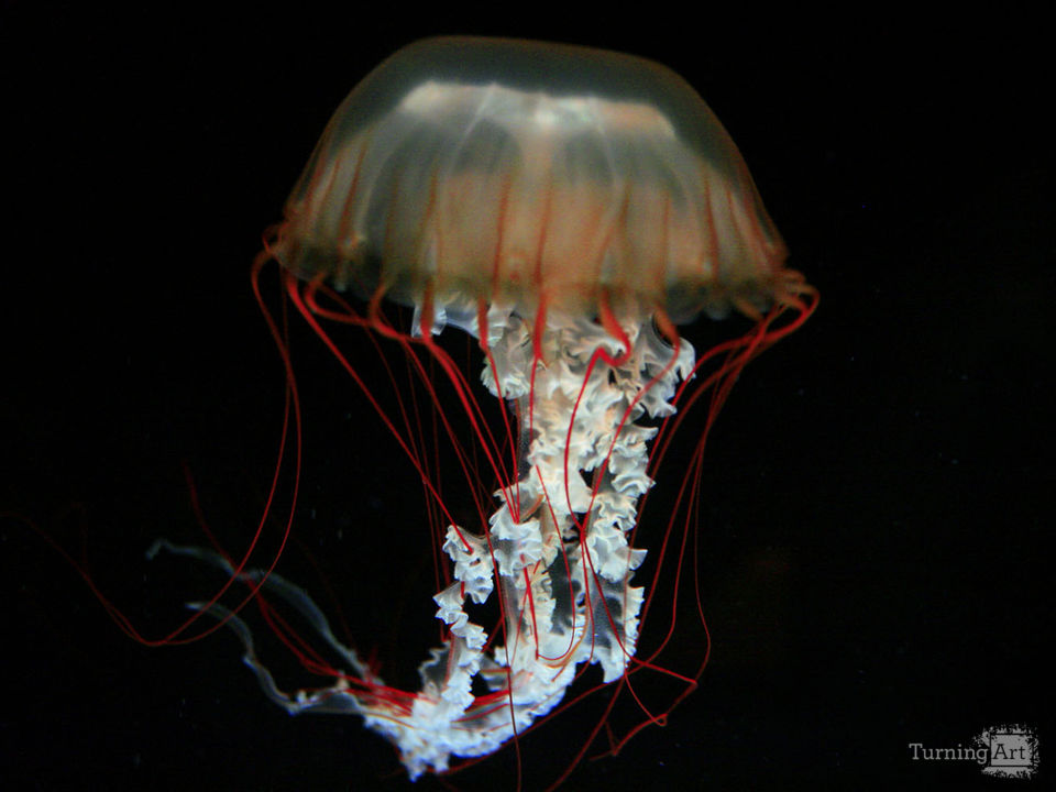 Jellyfish float