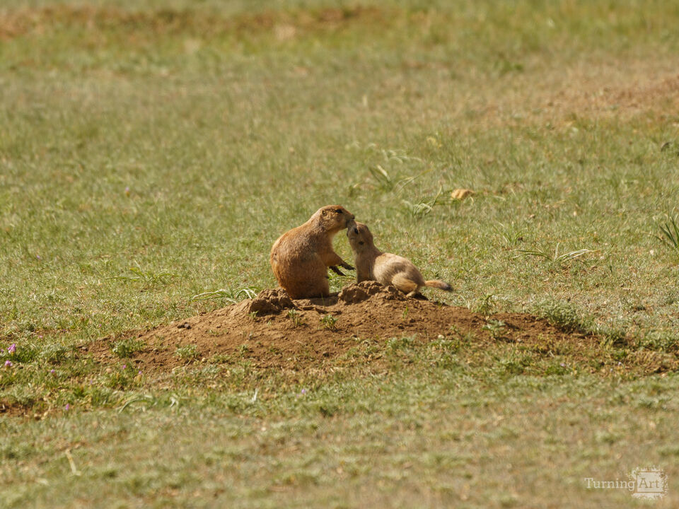 Prairie Dog Kisses
