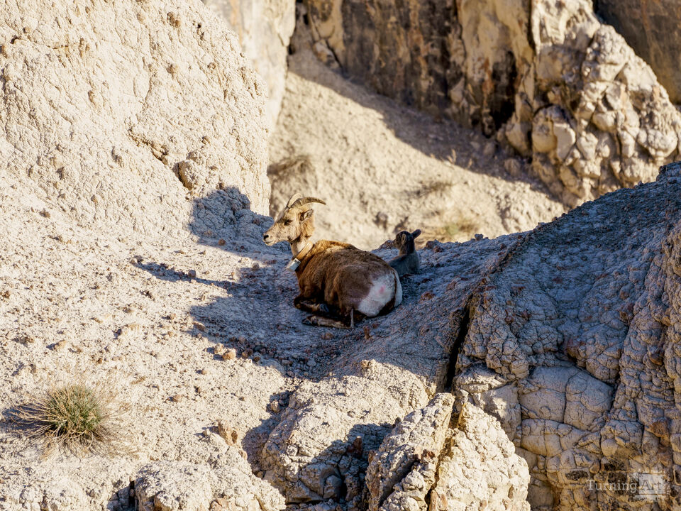 Bighorn Sheep And Lamb Badlands