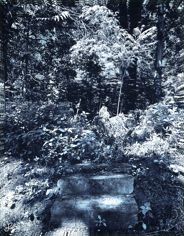 I Went Into The Woods…