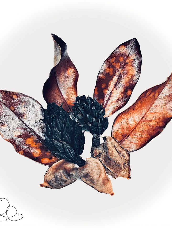 Magnolia Nera