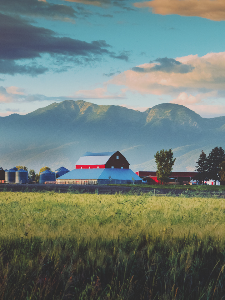 Summertime Fields
