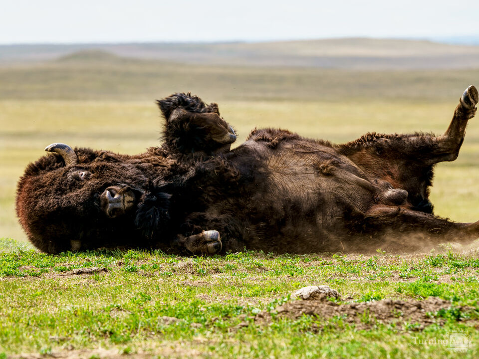 Bison On A Roll