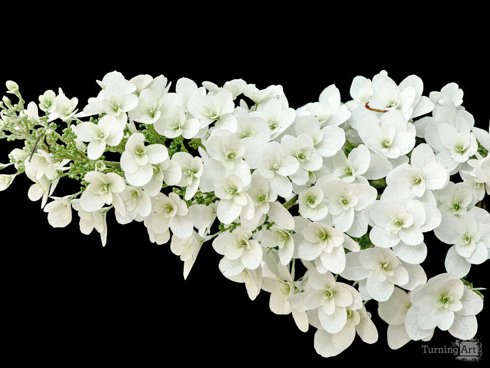 Hydrangea