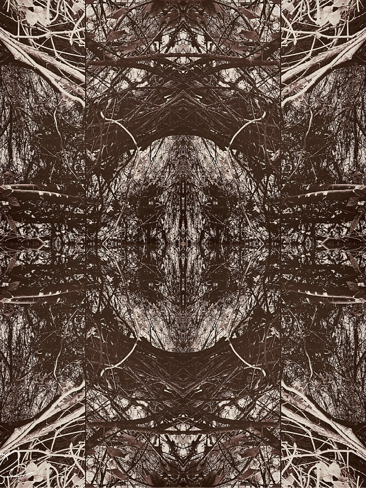 Vines