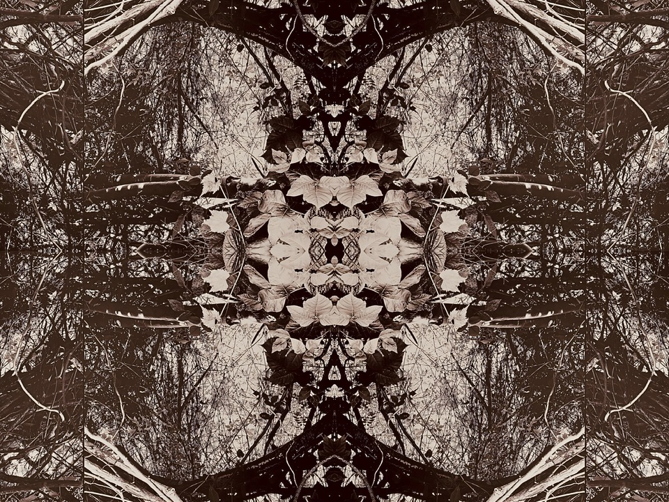 Vines II