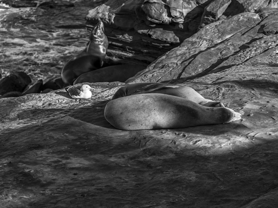 Sea Lions Togetherness - Monochrome