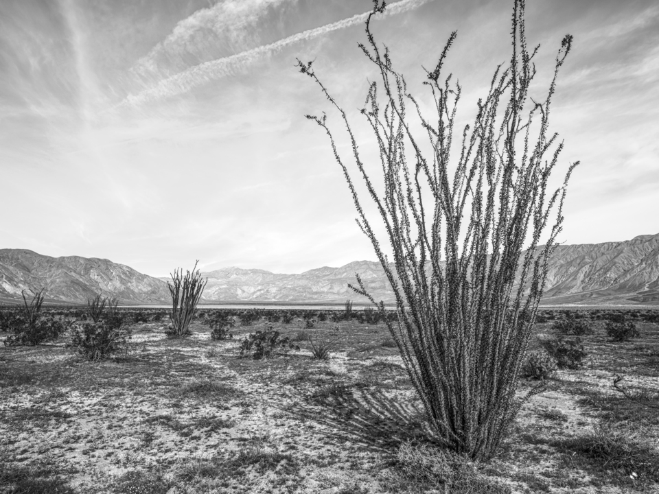 Desert Landscape with Ocotillo Plant - Monochrome