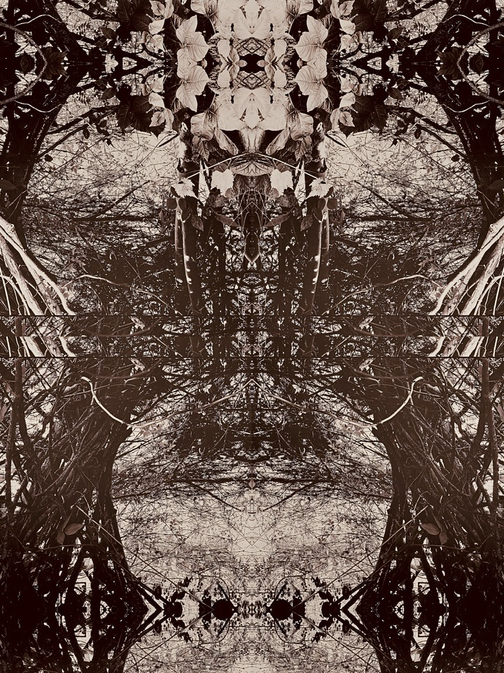 Vines III