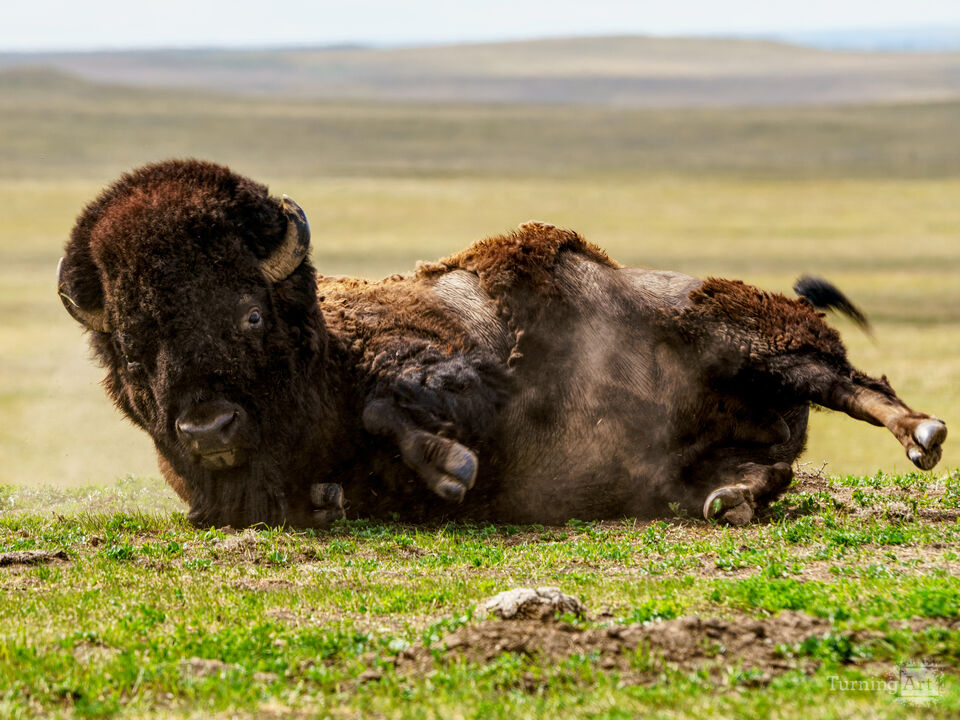 Bison Roll Glare