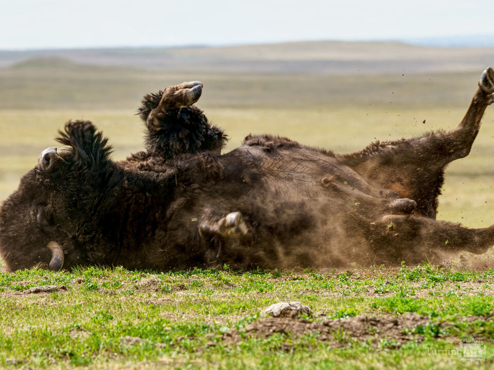 Rolling Bison At Badlands